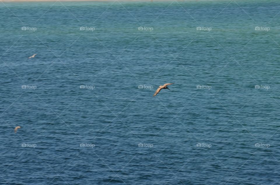 birds in flight over water