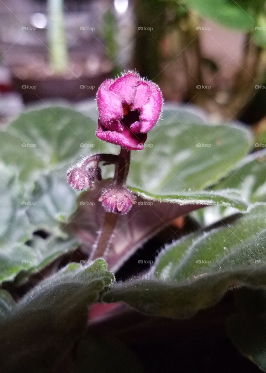 beautiful African Violet bud