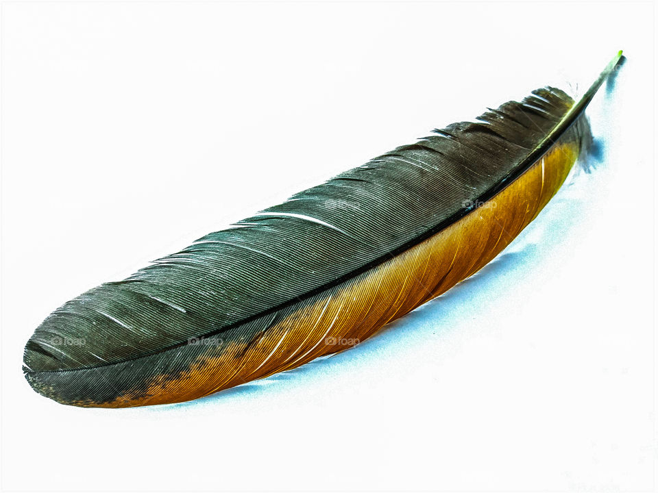 chicken feather that I can from the garden home