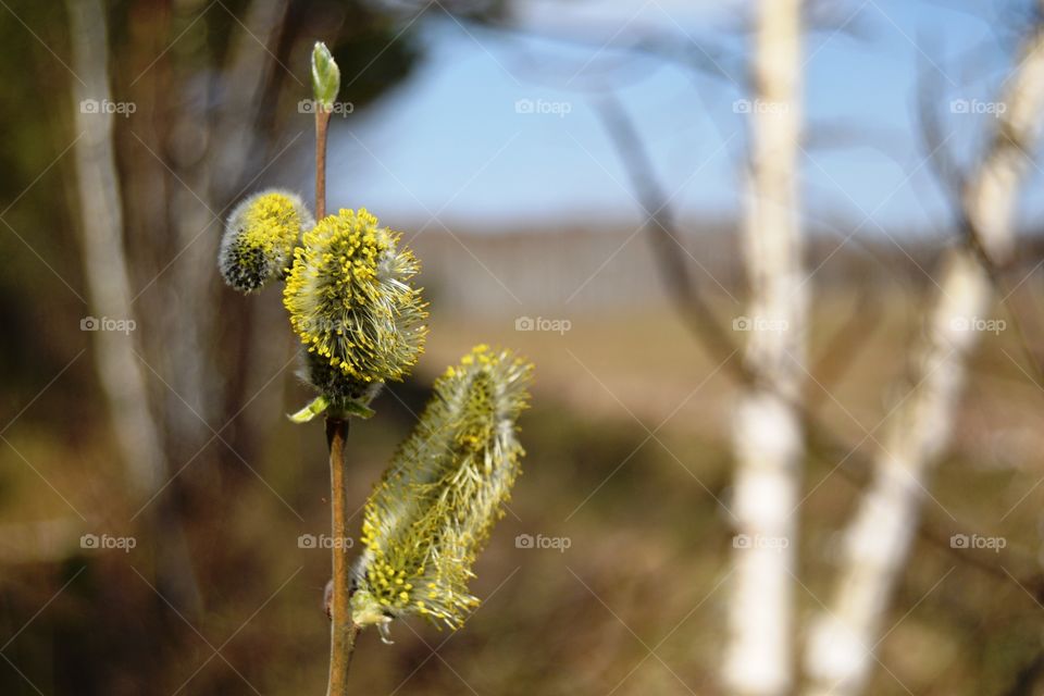 Pussy-willow . Pussy-willow in forest