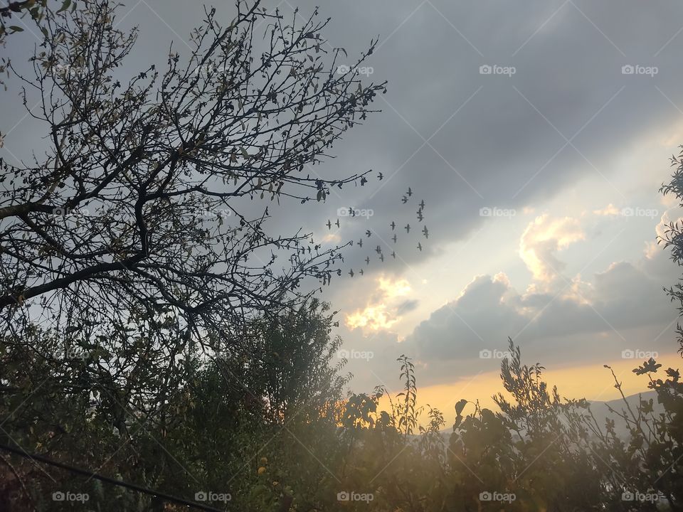 Clouds, winter and birds