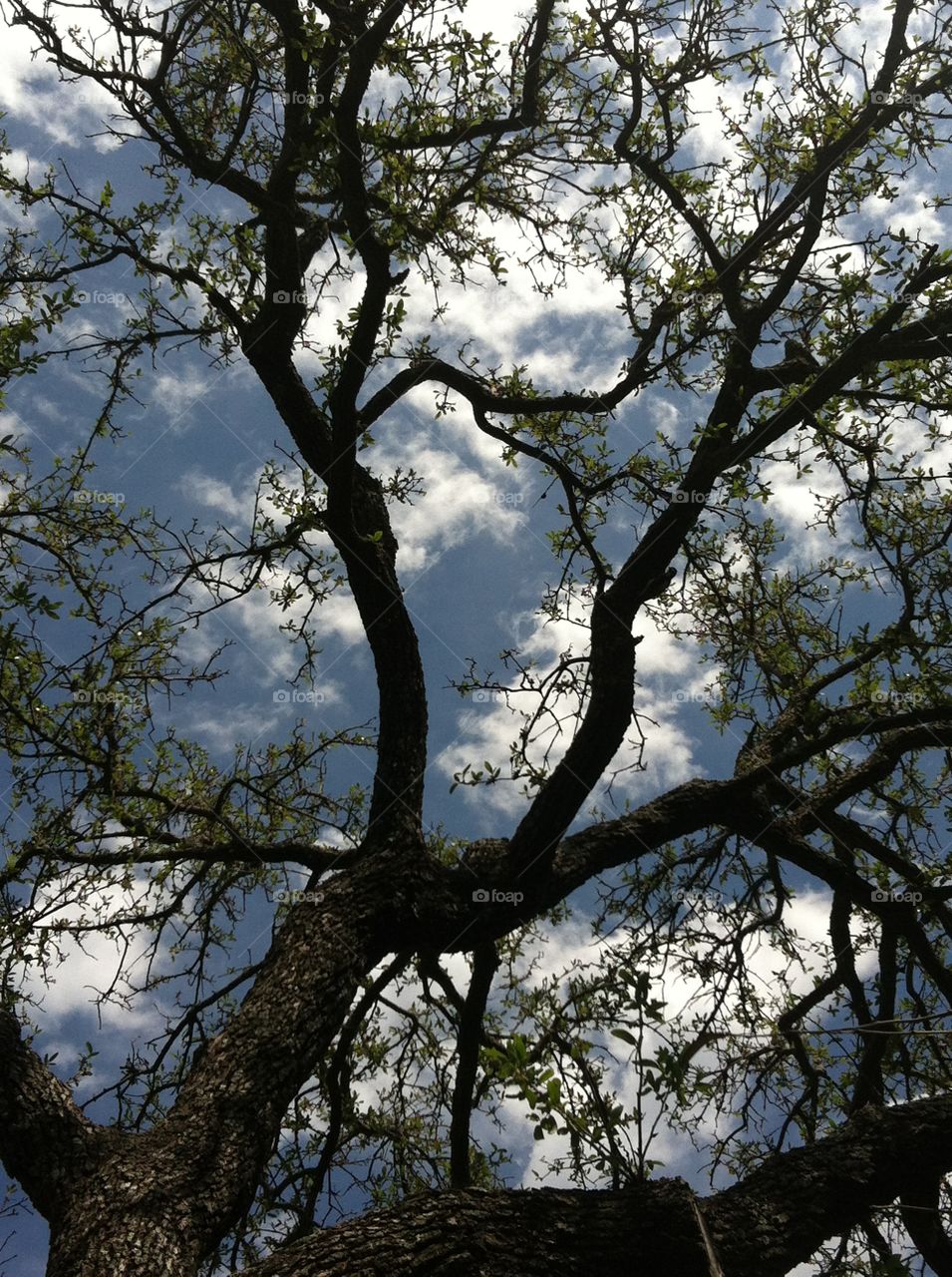 View of tree and sky