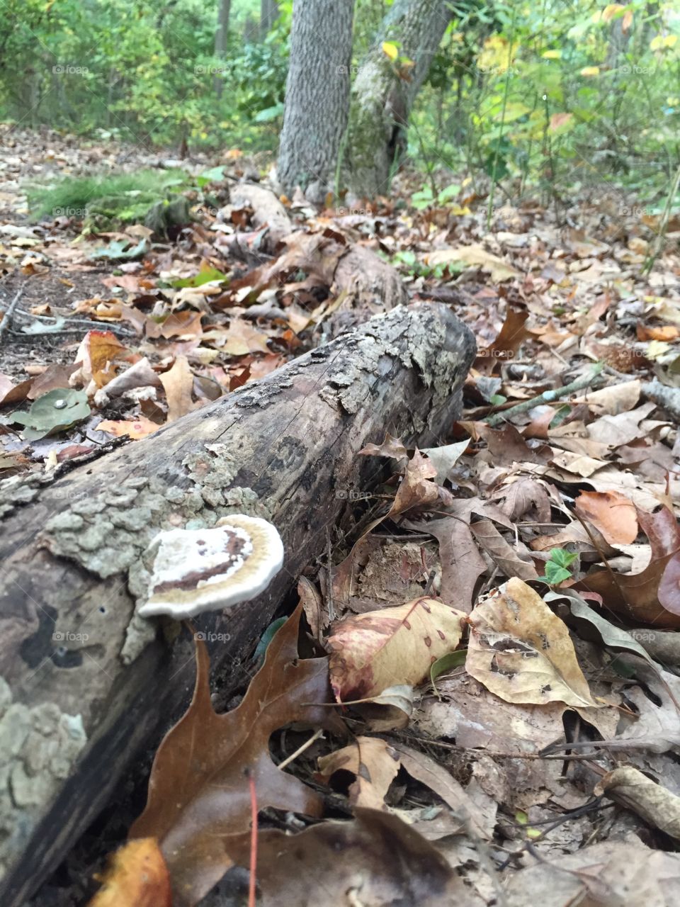Fungus Closeup on Log