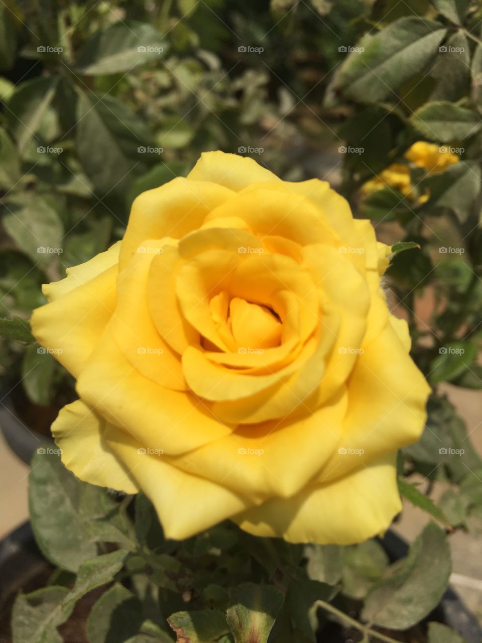 Yellow rose beauty 