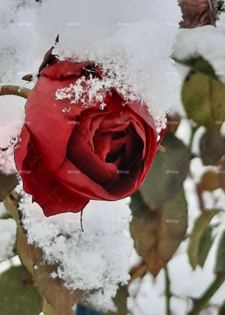 winter garden  - red rose flower and melting snow