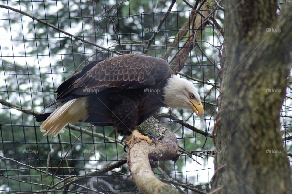 American Bald Eagle. American Bald Eagle in captivity 
