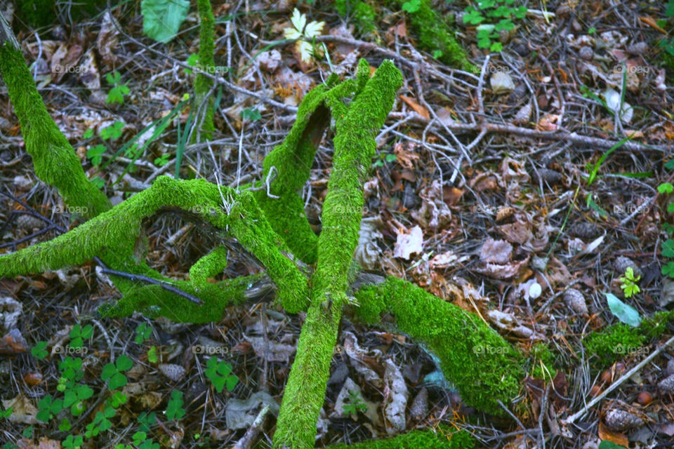 Mossrötter