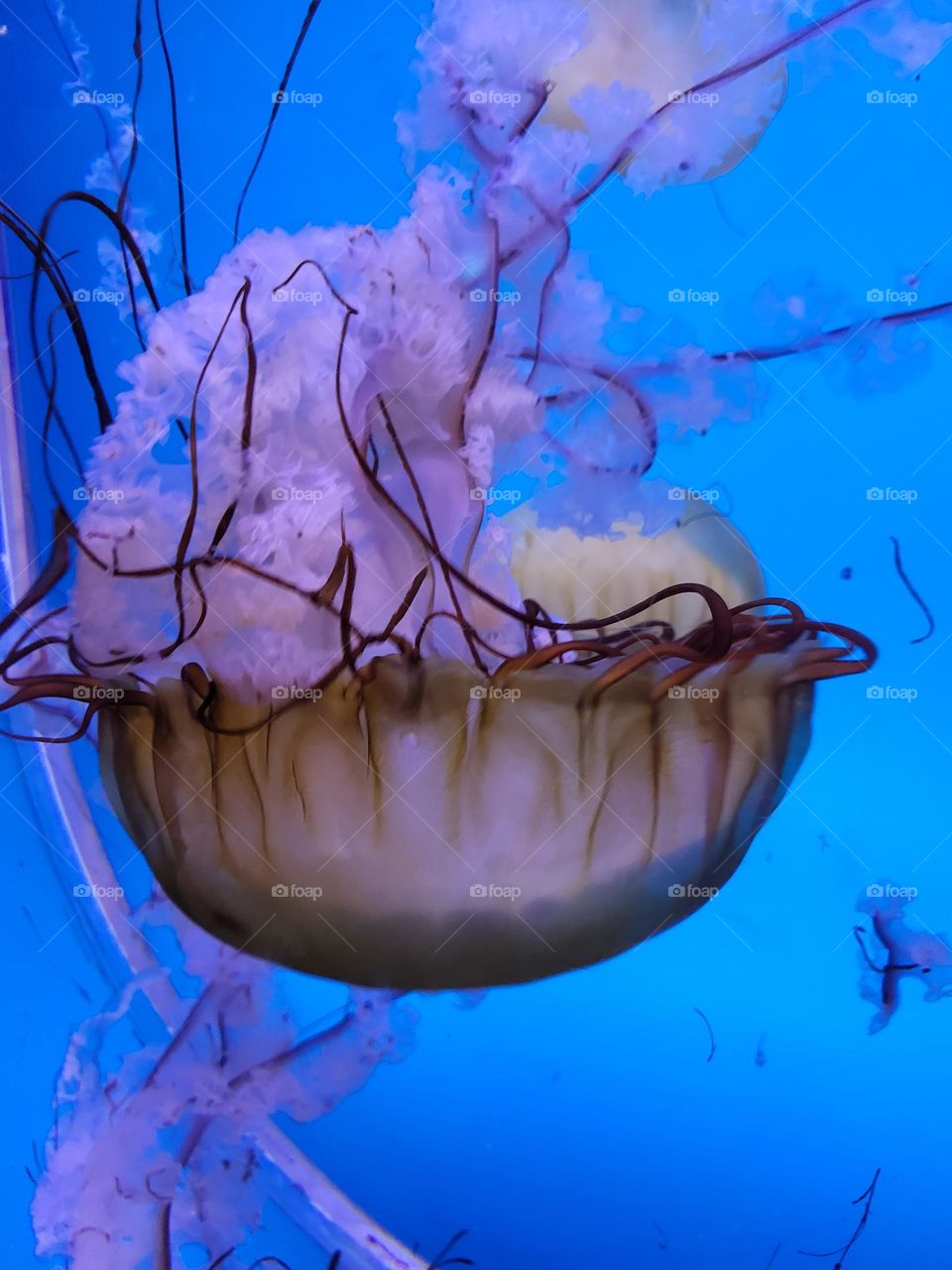 A pink jelly fish floating around.