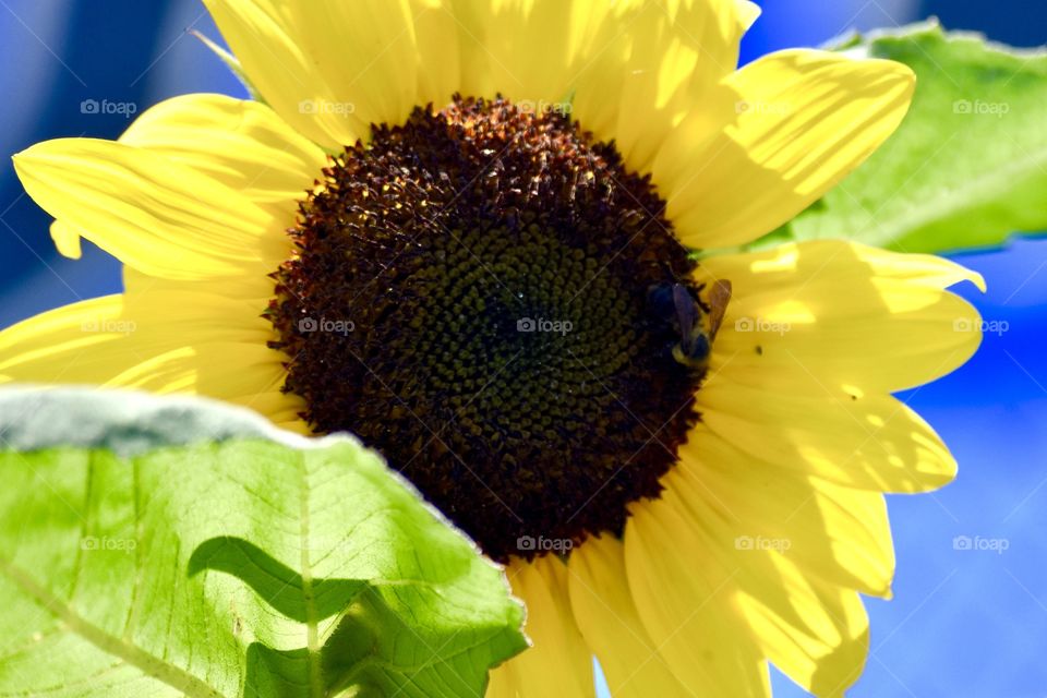 Happy Sunflowers 