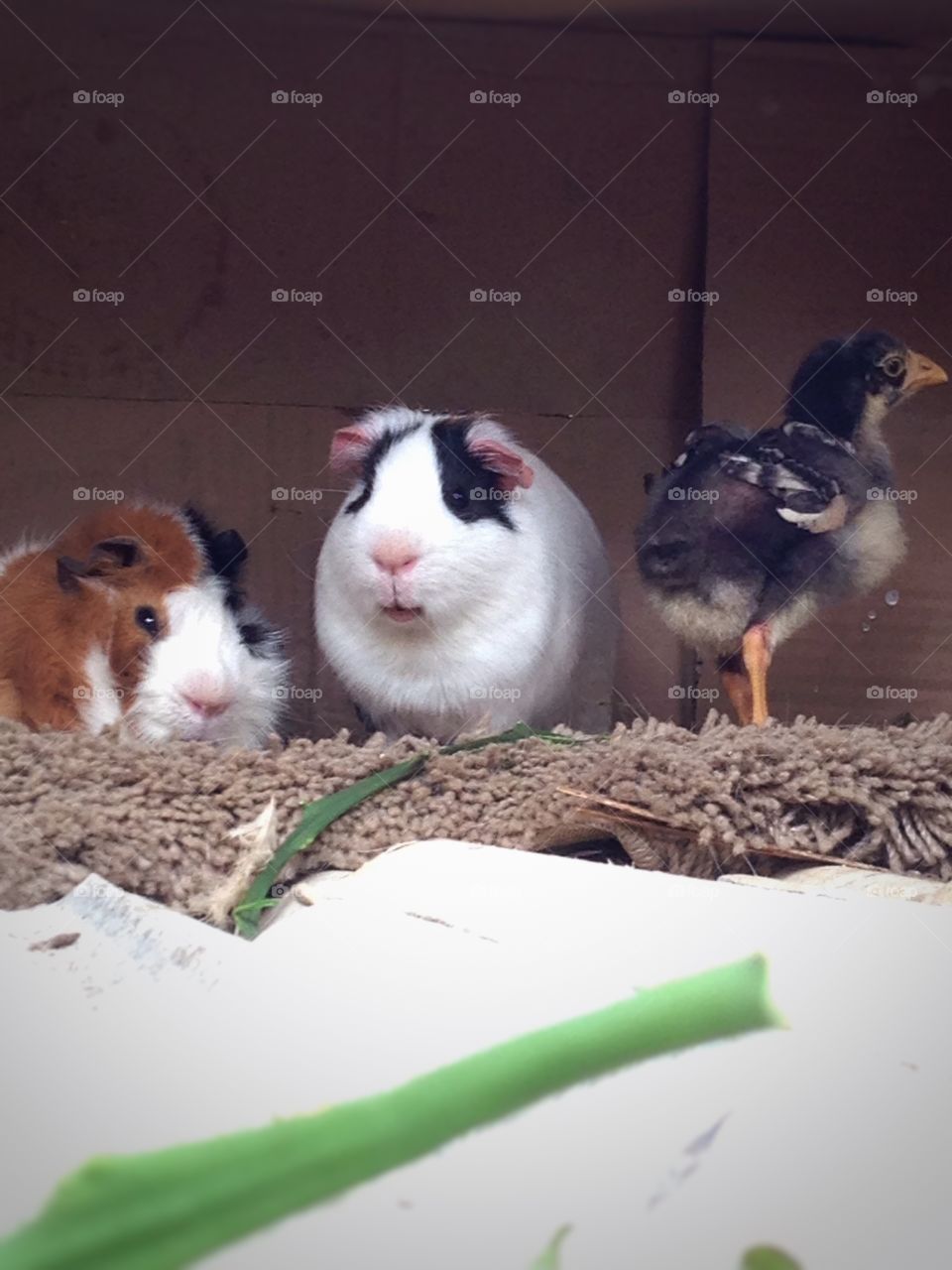 Two female guinea pig have adopted this little chicken in their nest! 