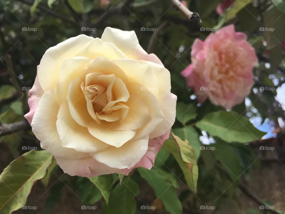 Flor