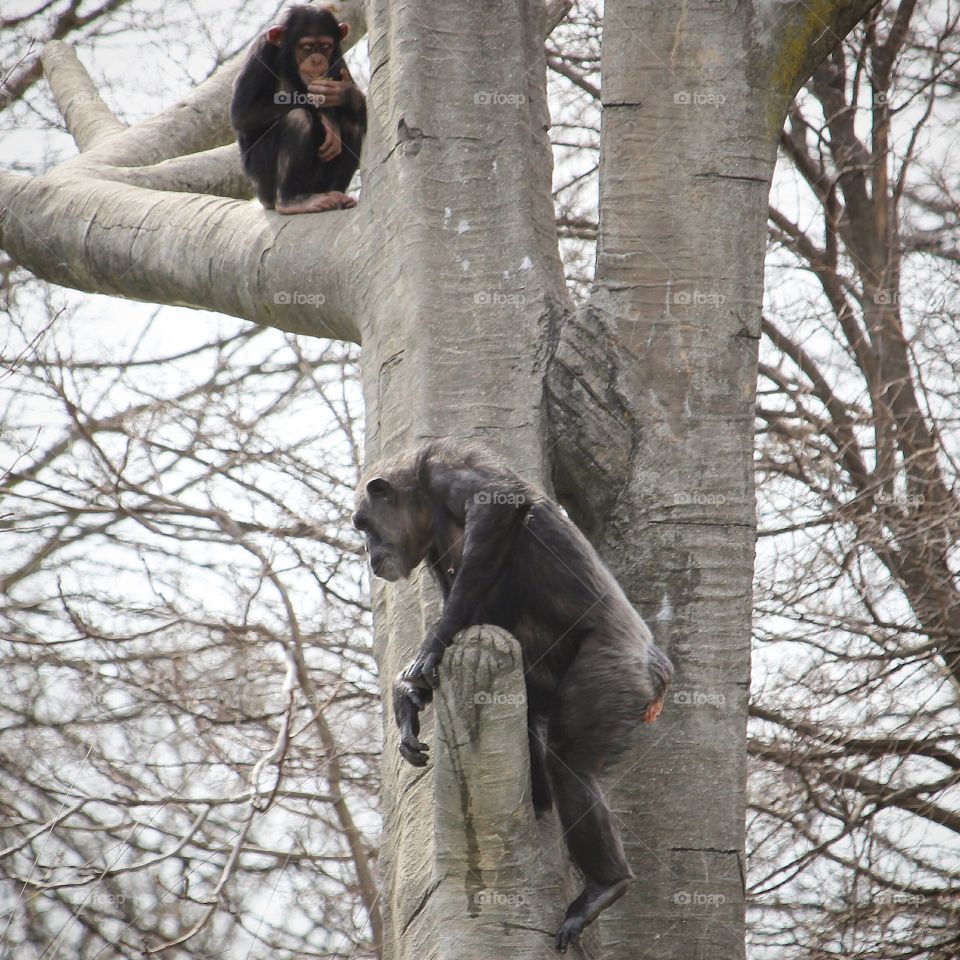Chimpanzee climbing tree 