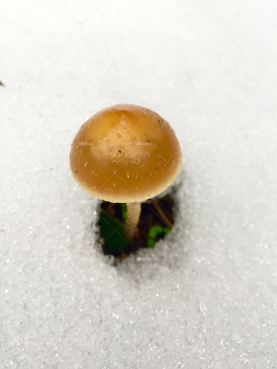 little mushroom and snow