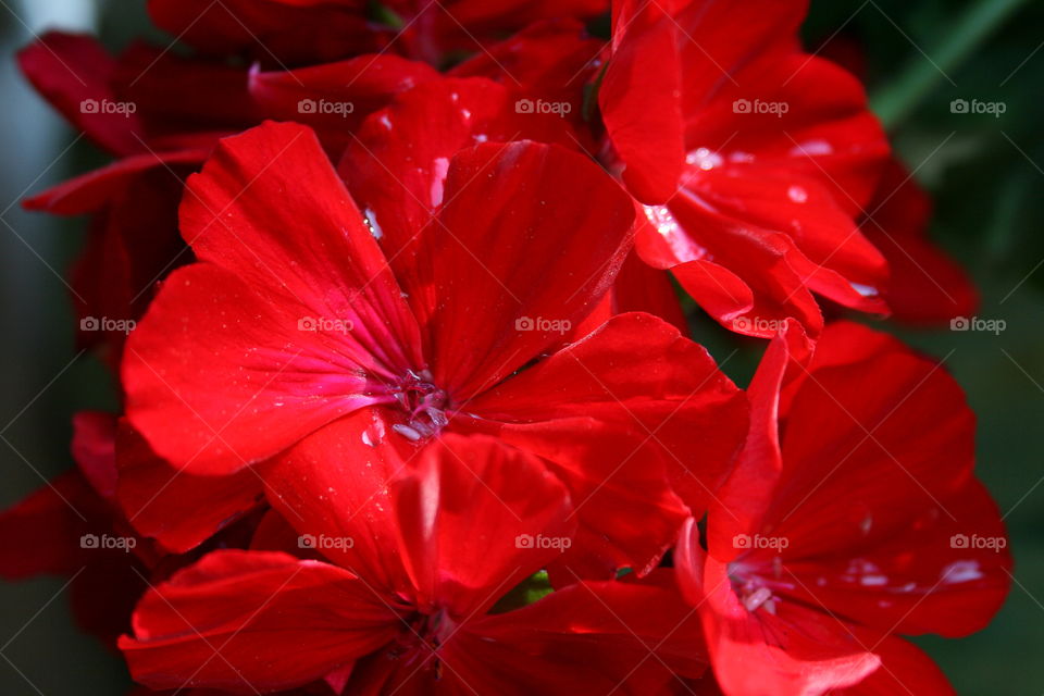 Red Geranium 