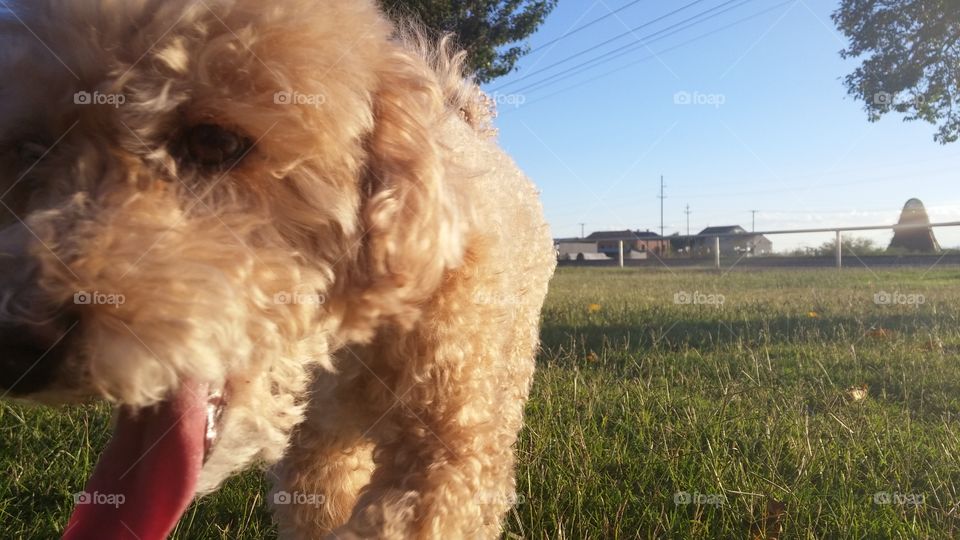 Our dog up close at the park