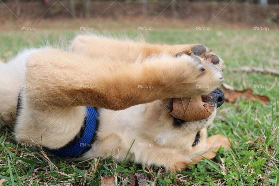 Golden Retriever puppy chewing on a leaf upside down in a field