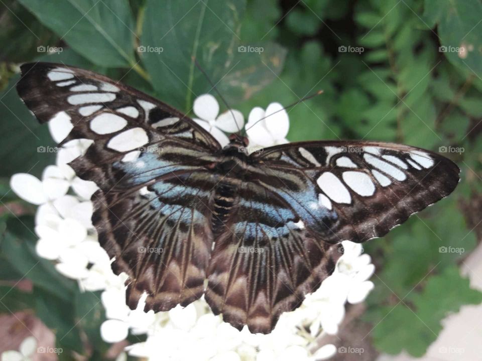 butterfly