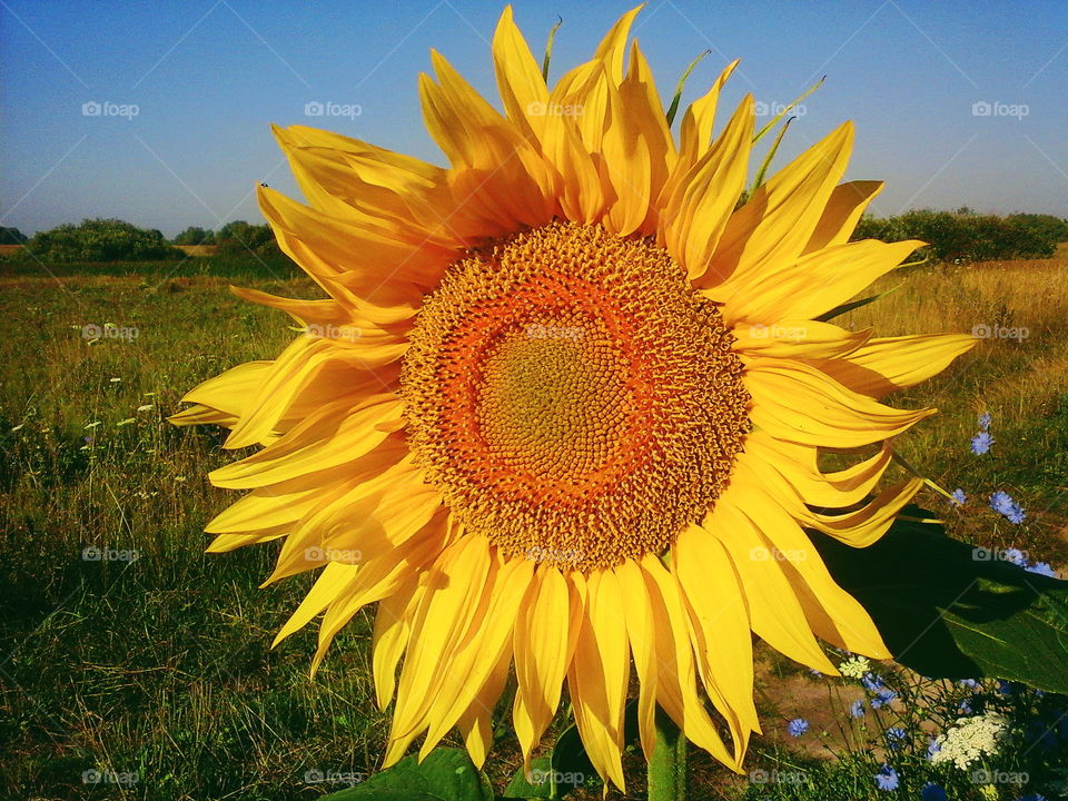 Field of sunflowers