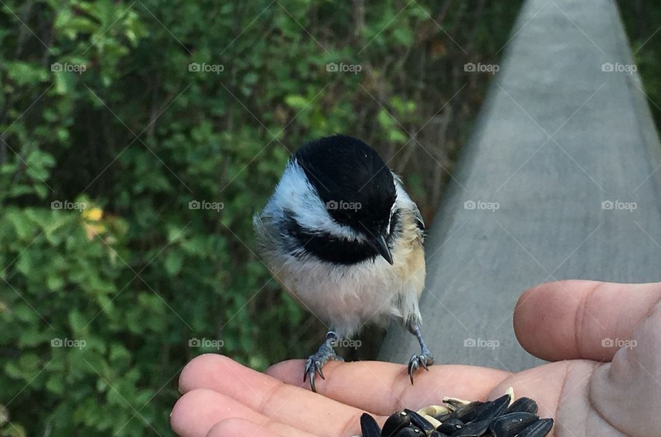 Chickadee 