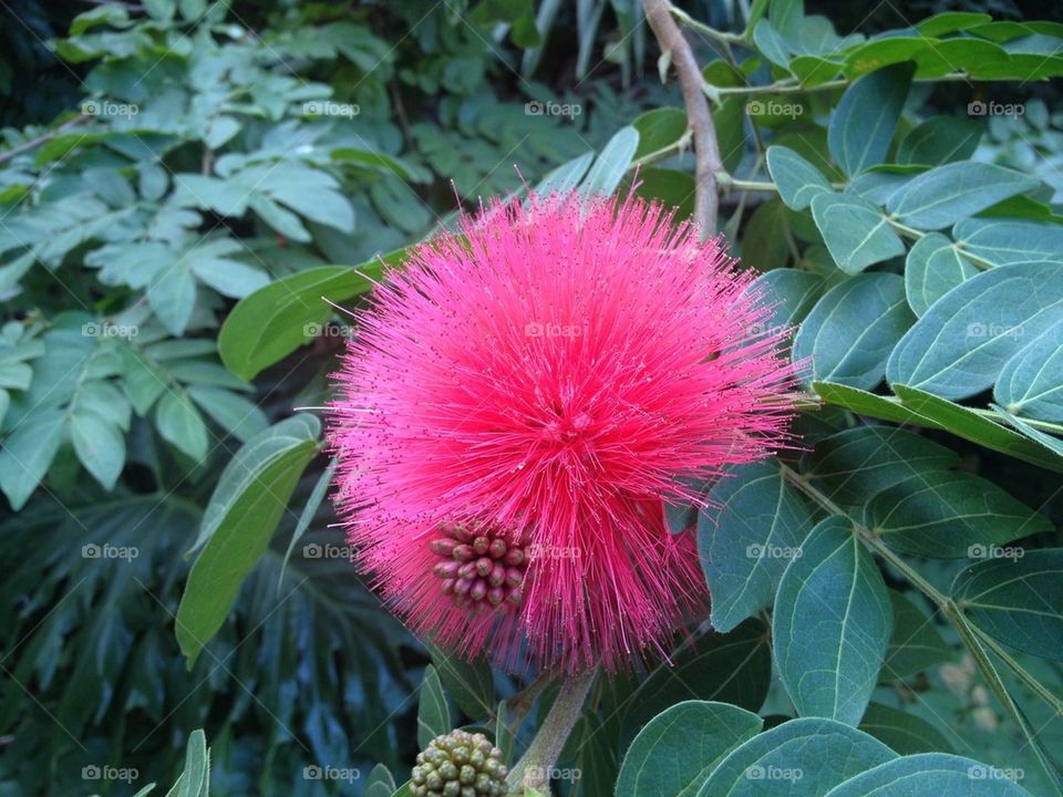 Persian Sill Tree Flower