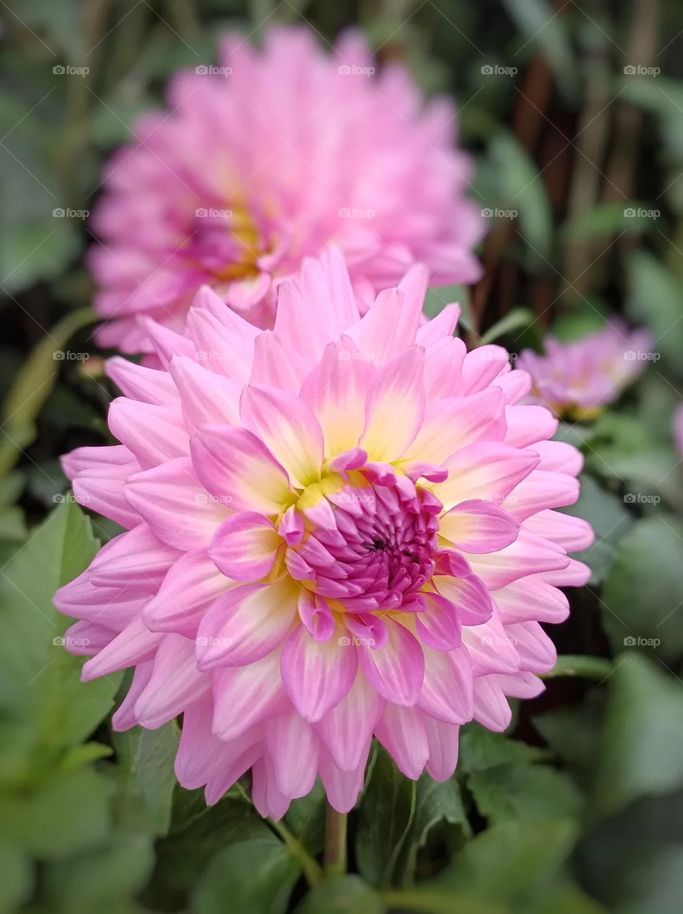 pink flowers