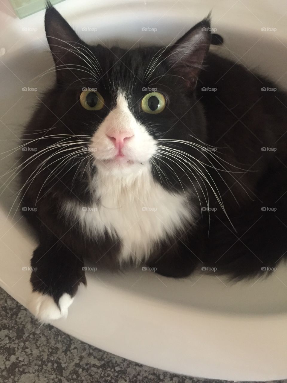 Big eye Tuxedo cat in basin