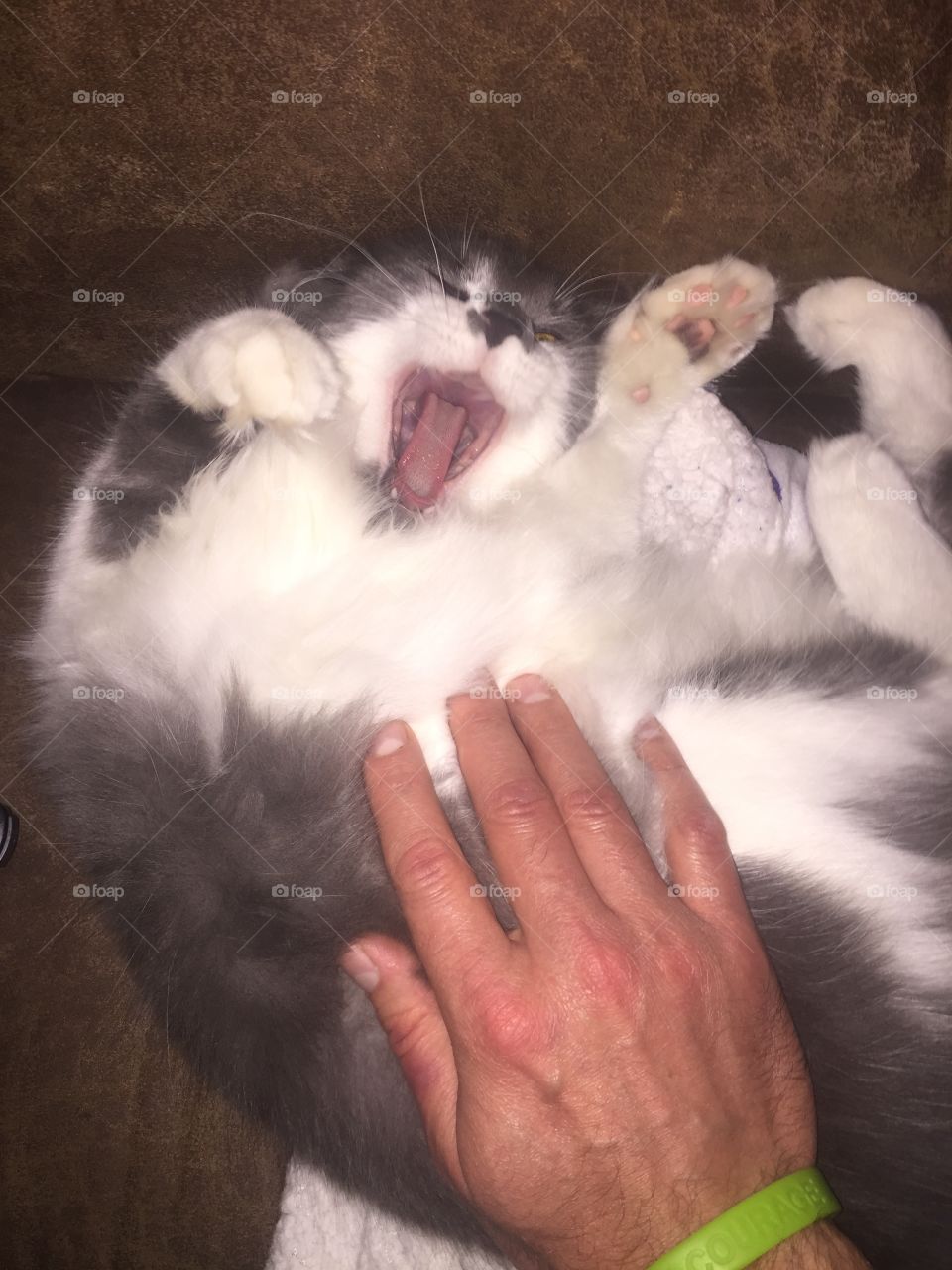 Kitty Yawn