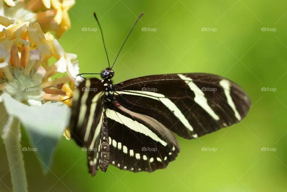 butterfly2