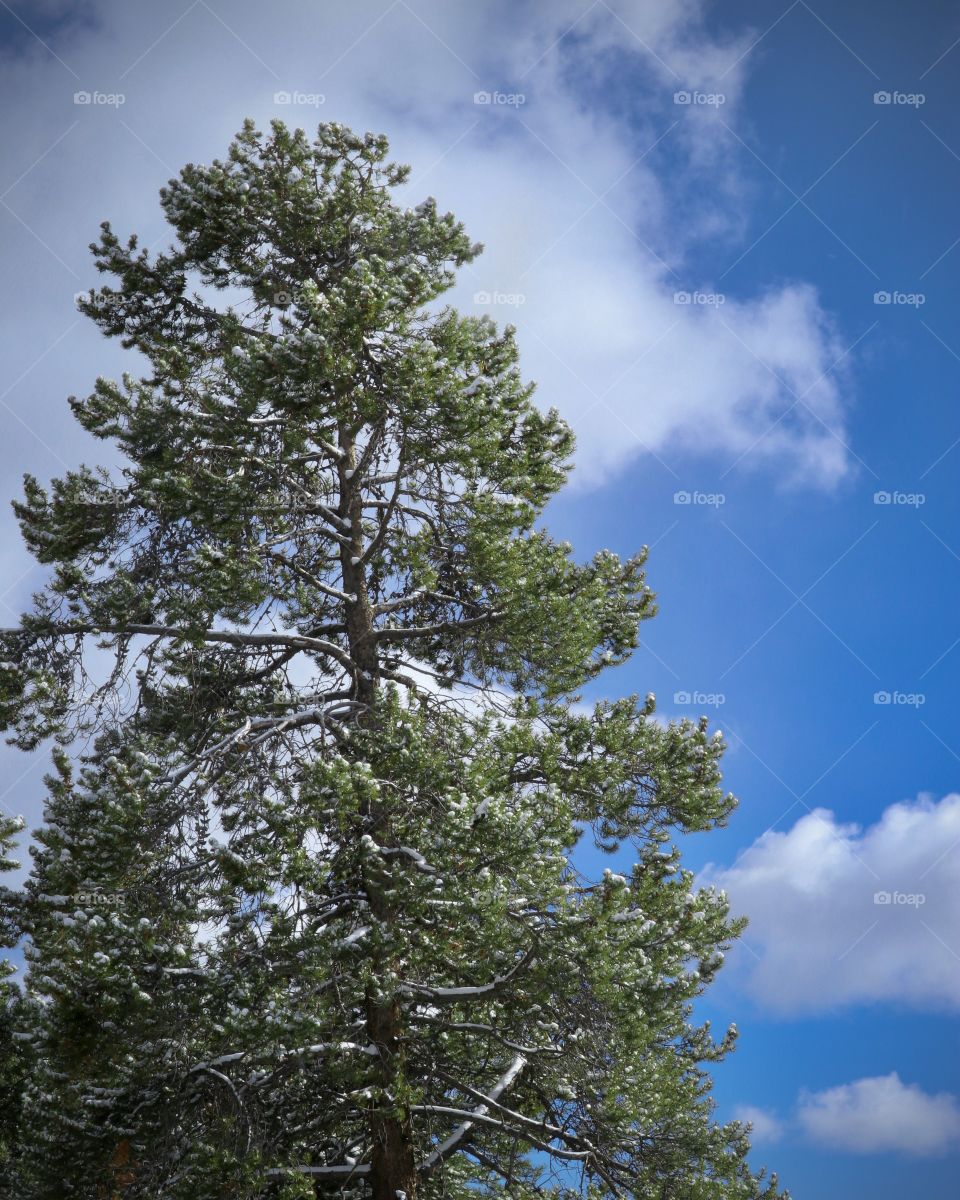 A tall evergreen tree in the clear blue sky.