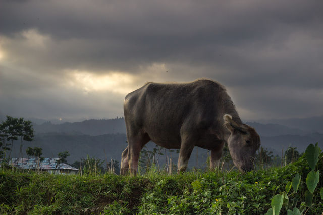clouds over cow farm