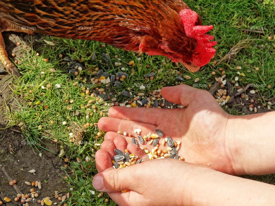 Feeding Chickens
