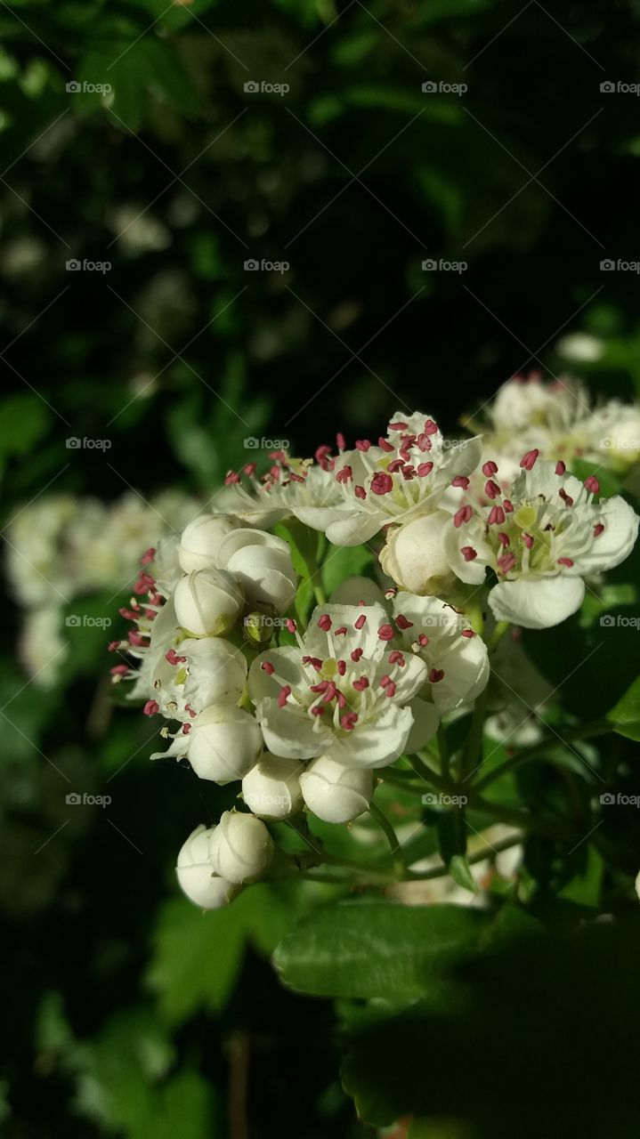 spring white blossoms