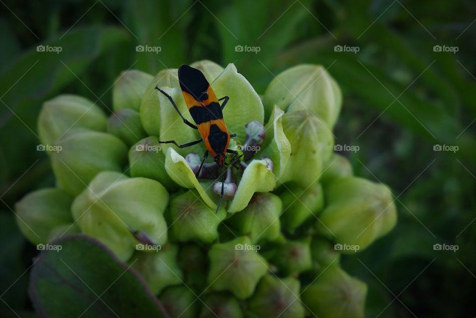 Milkweed