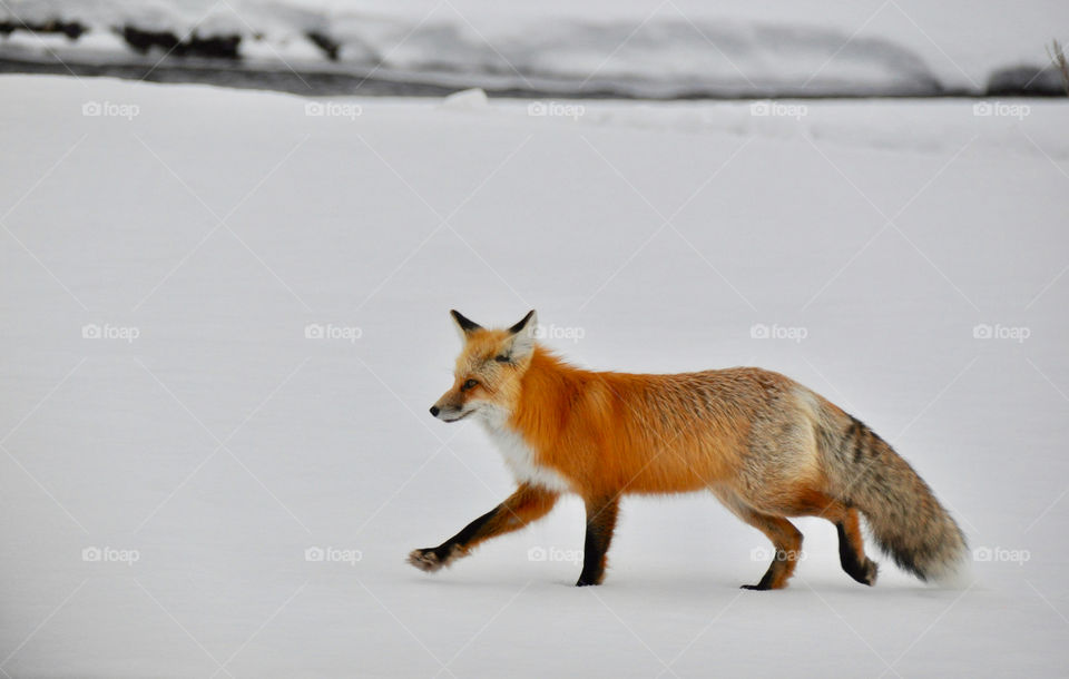 Wolf walking on snow