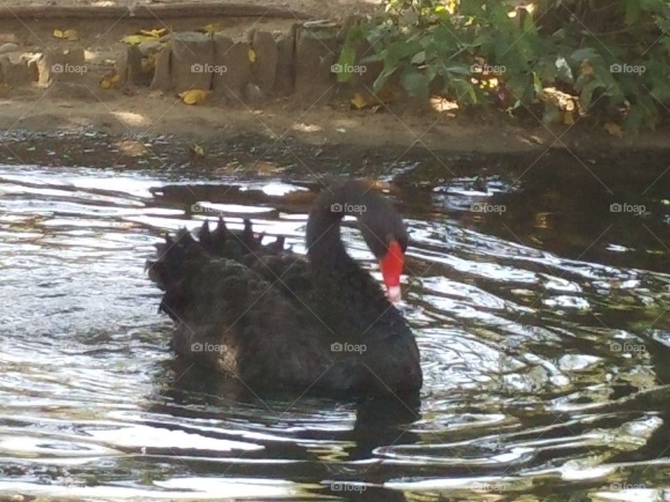 Black Swan. At the Zoo