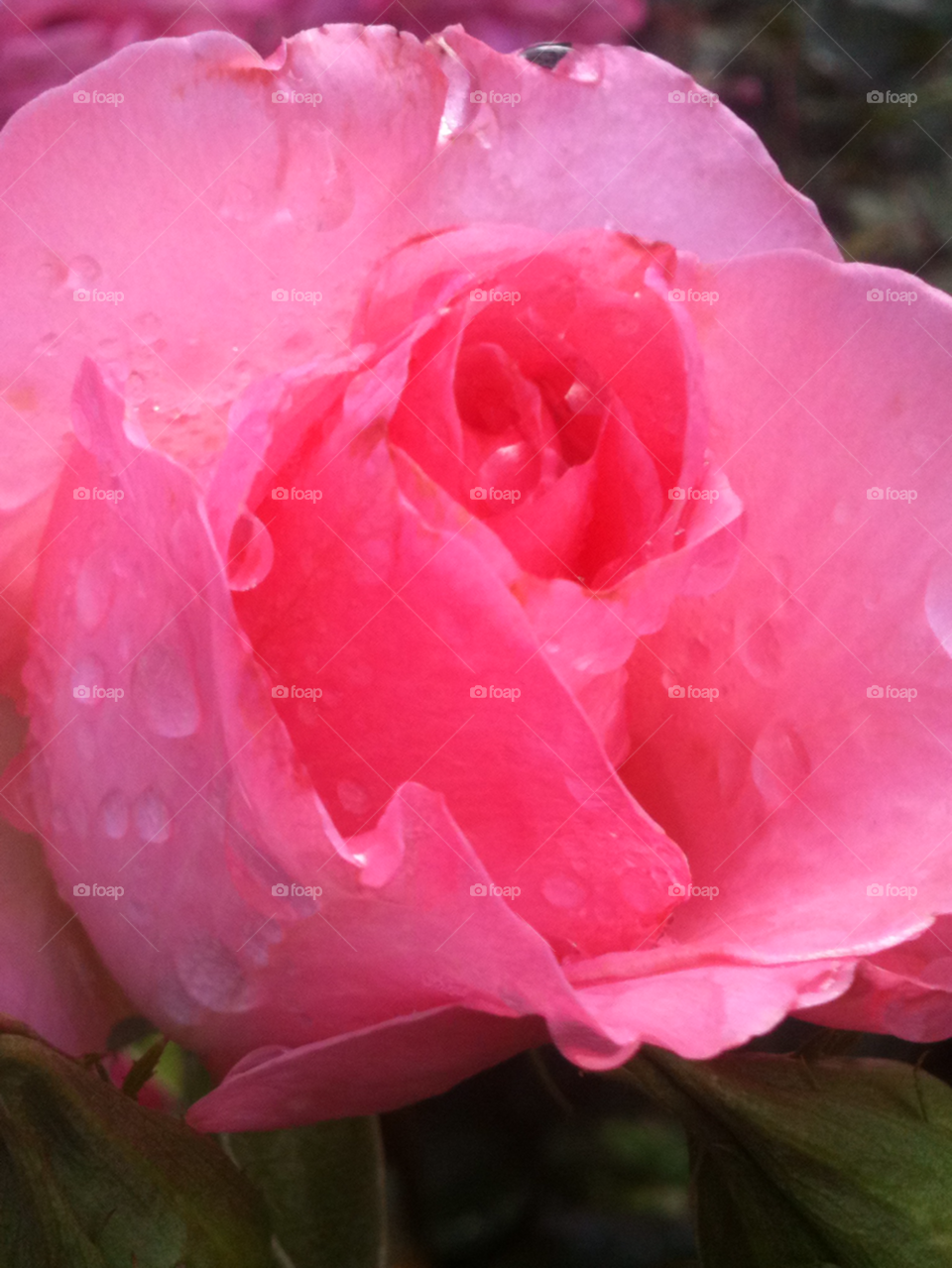 pink flower water rose by mksmith