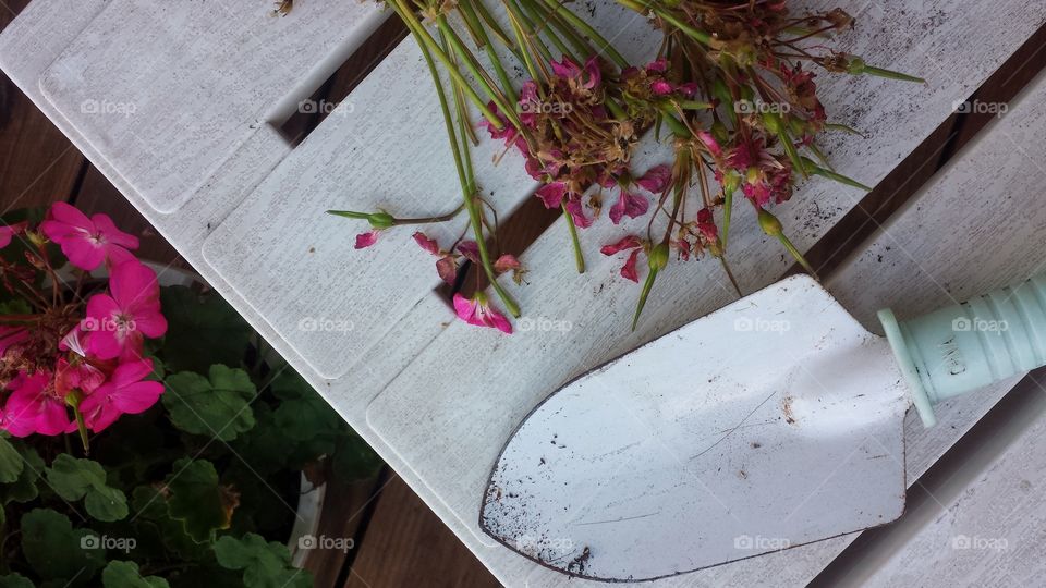 Geranium Clean Up