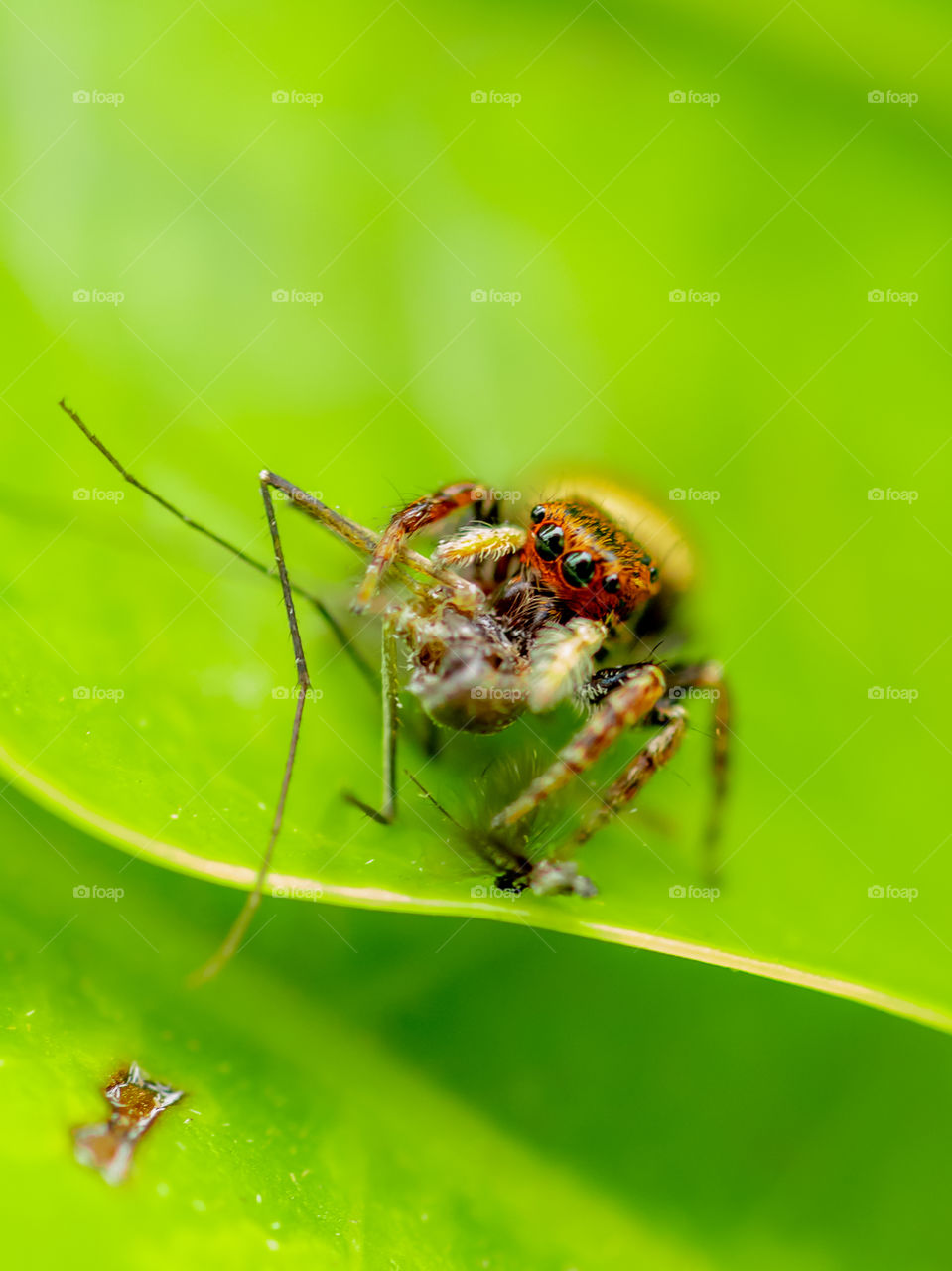 Arachnid