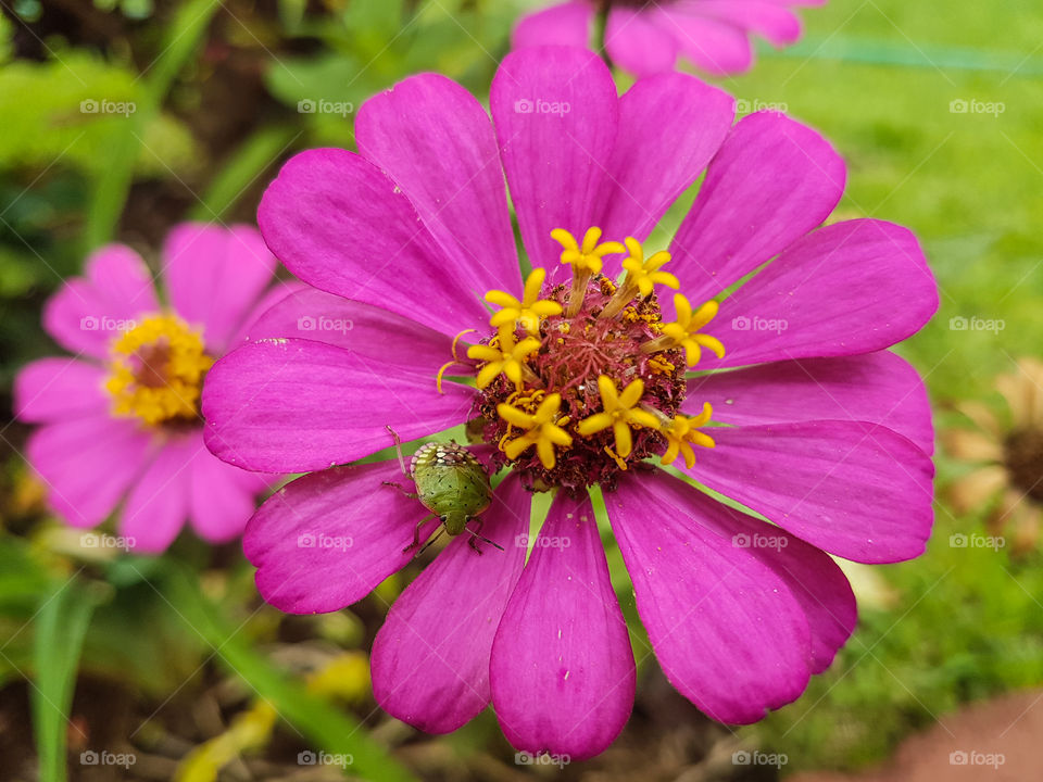 pink flower with small green bug on it
