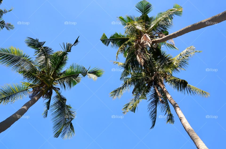 blue sky and coconut tree