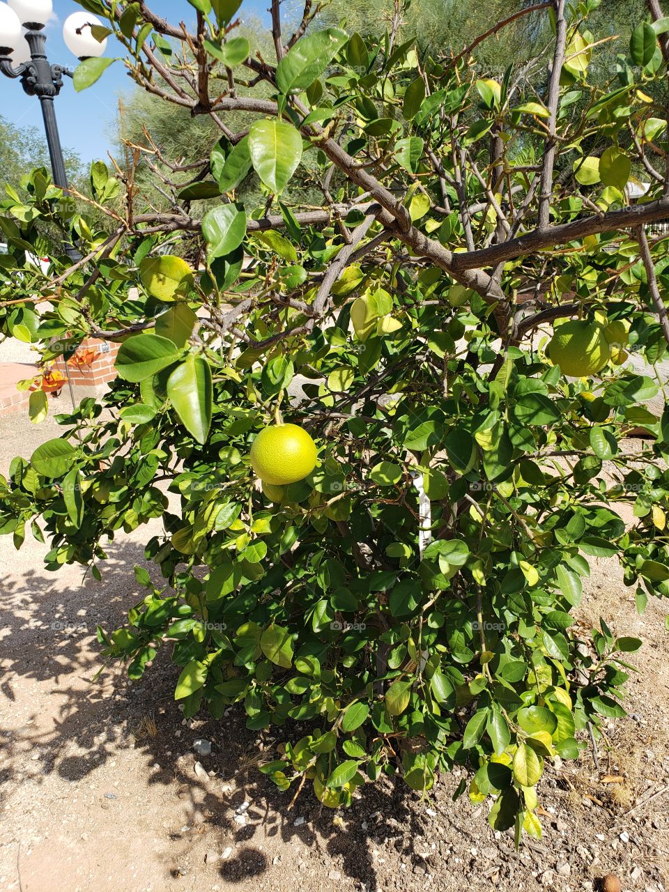 grapefruit tree