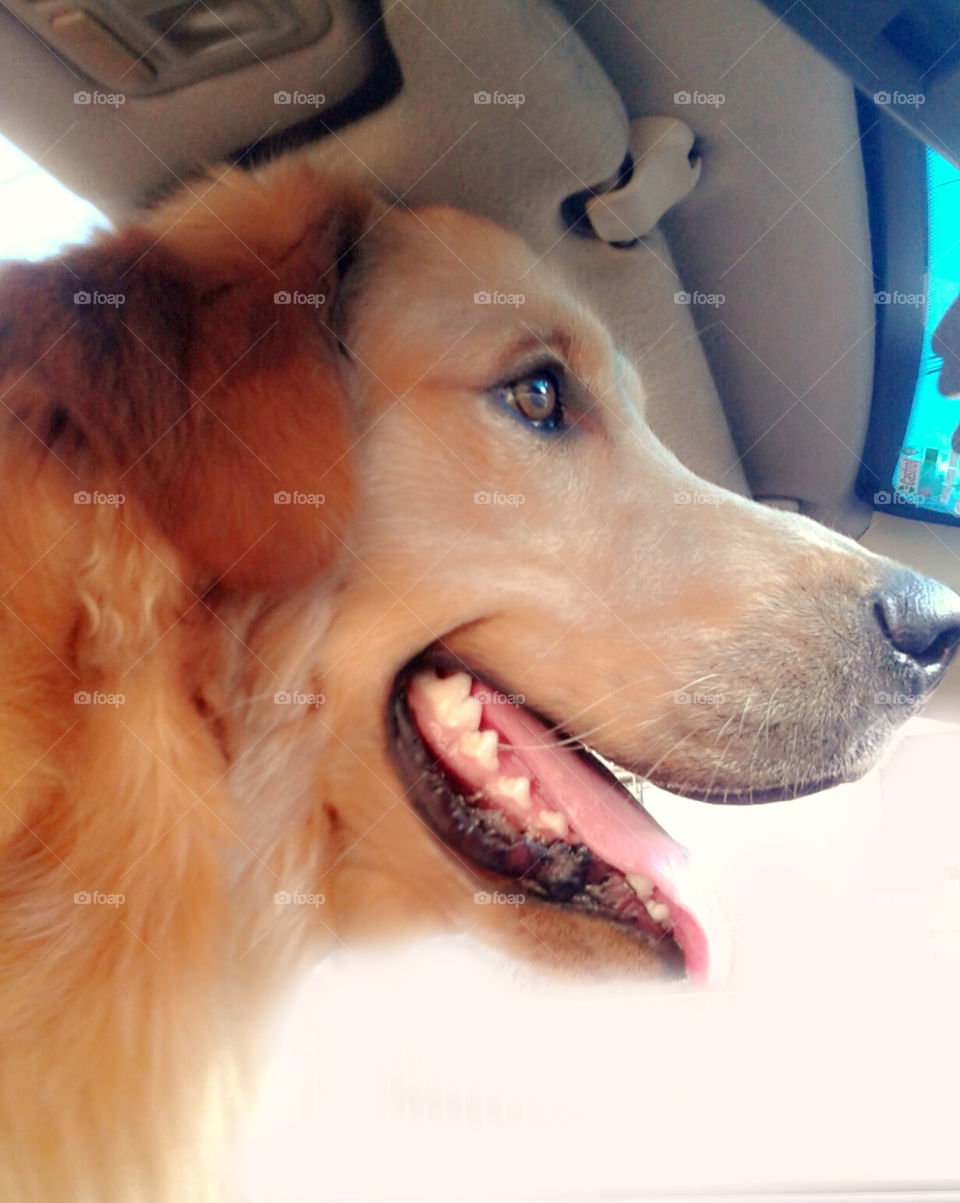 dog golden retriever