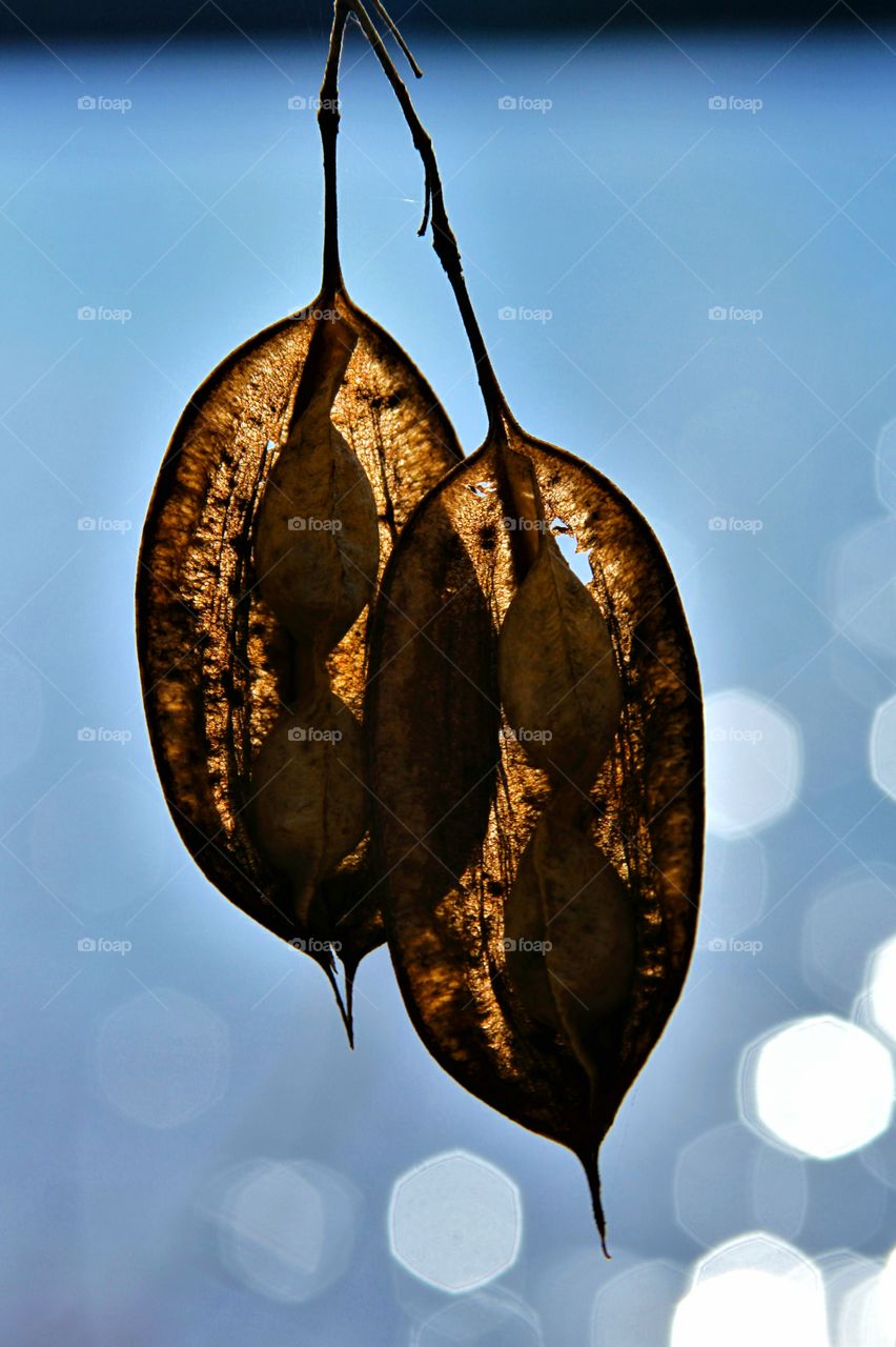 pods in tje backdrop