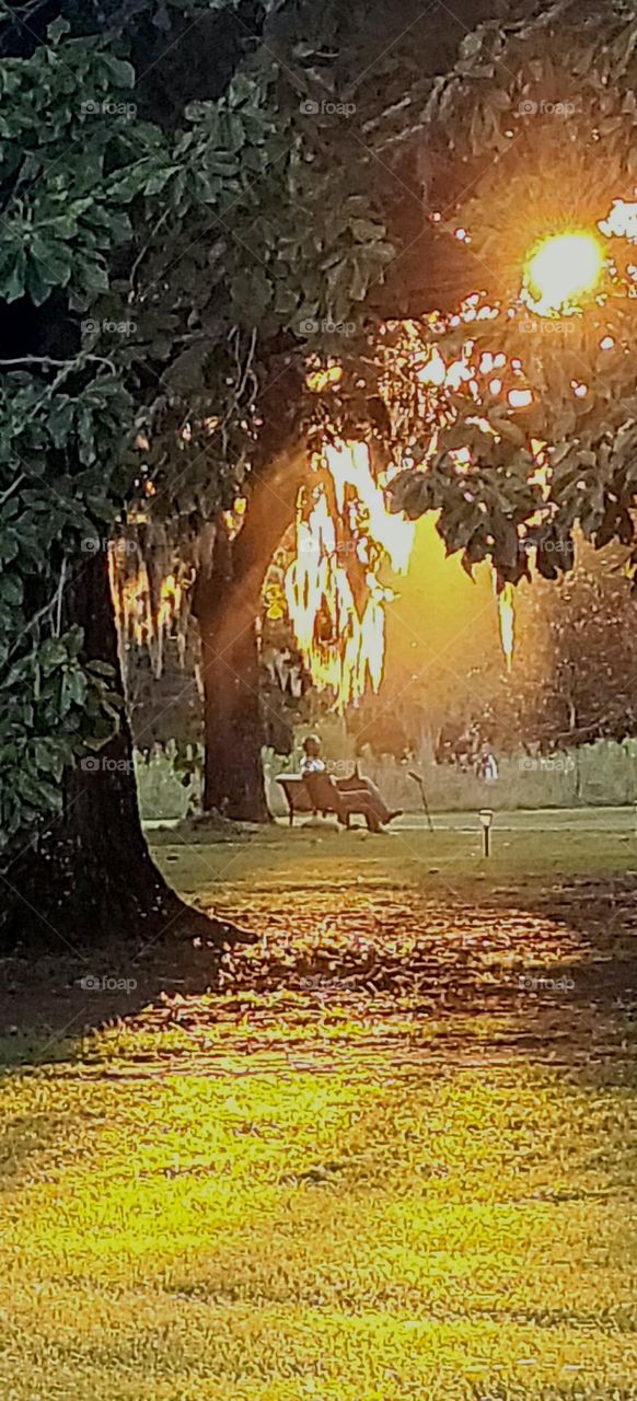 man on bench while the sunsets under the Live Oak Trees