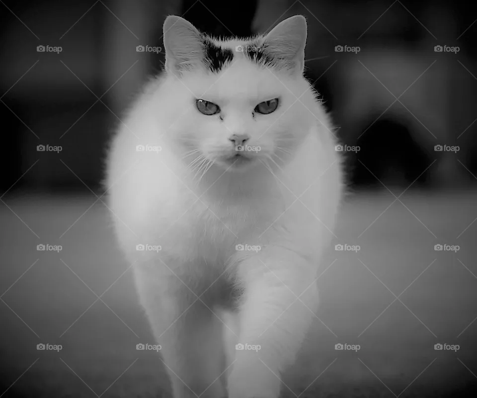 Katze in Bewegung