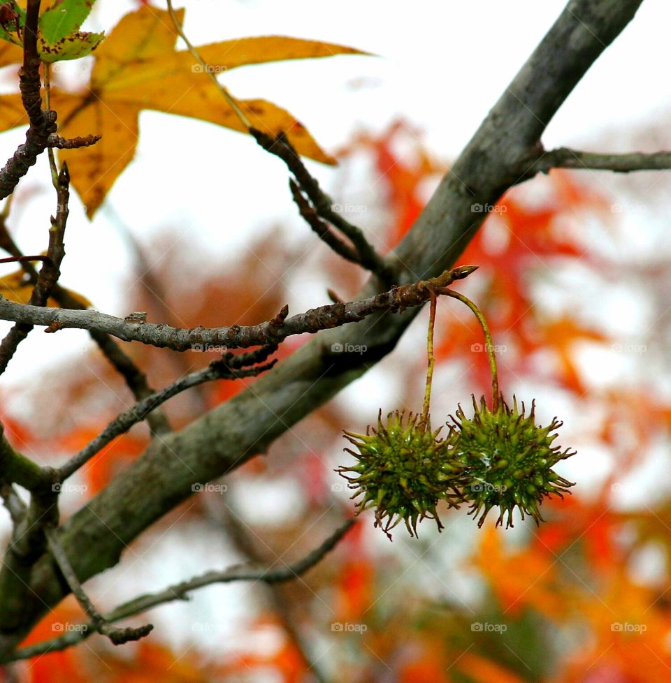 seeds still hanging from a sweetgum tree