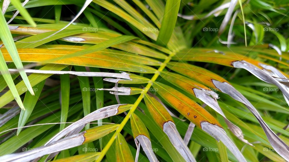 Close-up of dry palm leaf