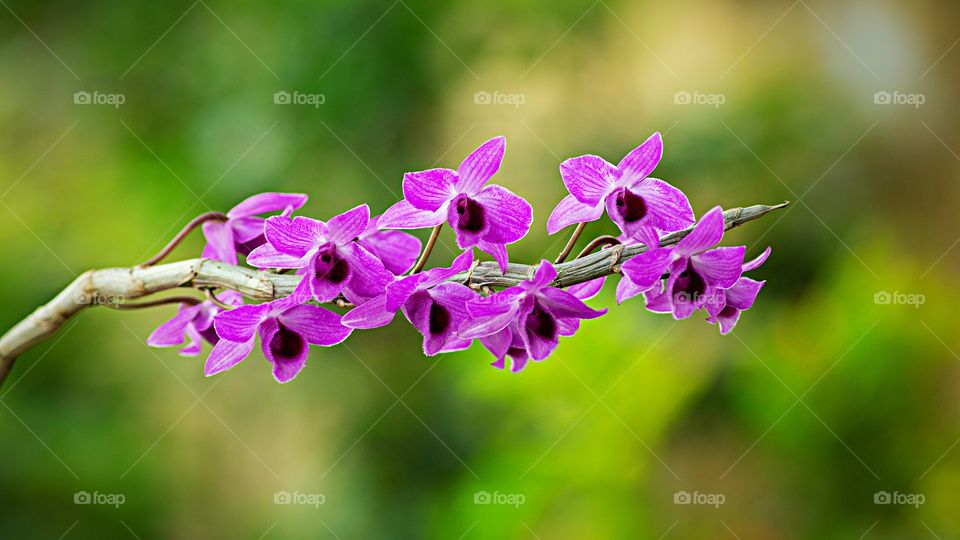 Orquídeas -
Lélia Púrpura (Laelia Purpurata) ou  Cattleya purpurata