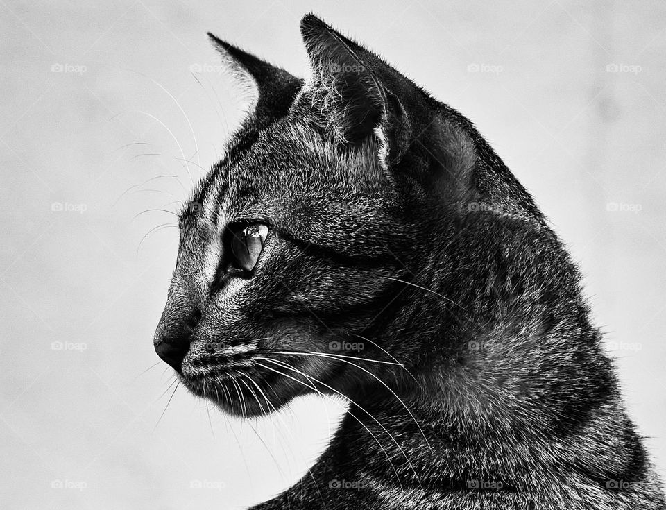 Pet  animal - Domestic cat - BW style 