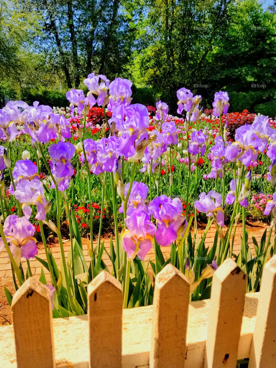 Colonial Iris